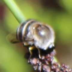 Acroceridae