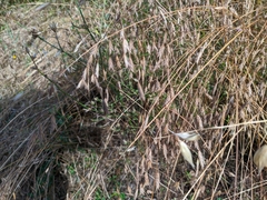 Bromus squarrosus