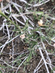Sida fibulifera
