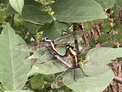 Dromogomphus