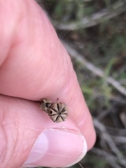 Sida fibulifera