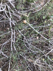 Sida fibulifera