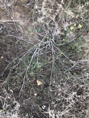 Sida fibulifera