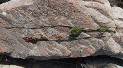 Rhodocoma arida