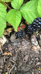 Rubus