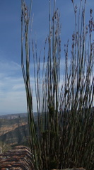 Rhodocoma arida