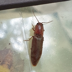 Stenagostus rhombeus