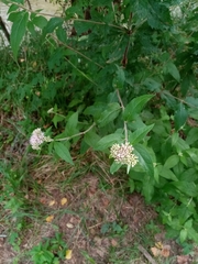 Eupatorium cannabinum