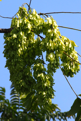 Ailanthus fordii