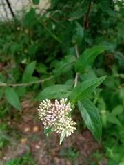 Eupatorium cannabinum