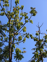 Ailanthus fordii