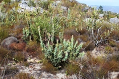 Leucadendron discolor