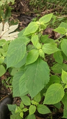 Collinsonia macrobracteata