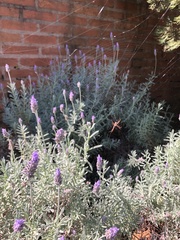 Argiope argentata