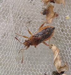 Rhopalus parumpunctatus