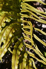Blechnum montanum
