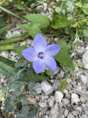 Campanula fragilis cavolinii