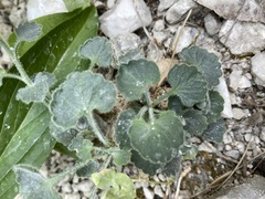 Campanula fragilis cavolinii