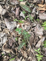 Erythronium americanum