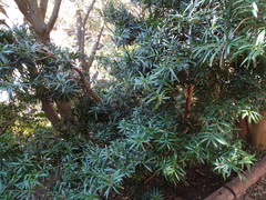 Podocarpus latifolius