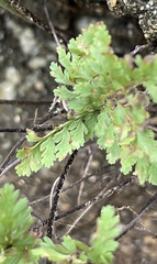 Myriopteris peninsularis