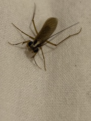 Mantoida maya