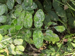 Erysiphe astragali