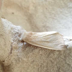 Arenostola phragmitidis