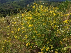 Jacobaea grandidentata