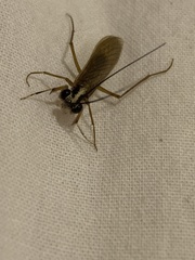 Mantoida maya