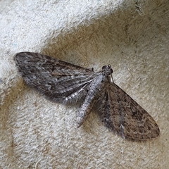 Eupithecia nanata