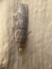 Lamoria anella
