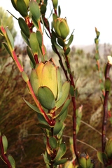 Leucadendron discolor