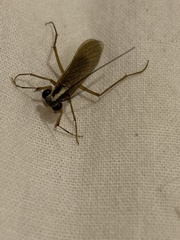 Mantoida maya