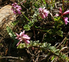 Indigofera mauritanica