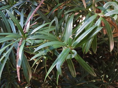 Podocarpus latifolius