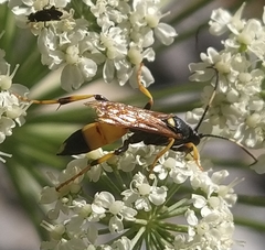 Ichneumon xanthorius