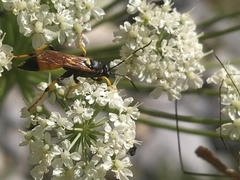 Ichneumon xanthorius