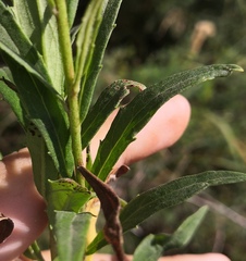 Puccinia hieracii