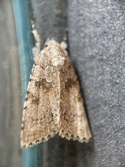Noctuidae