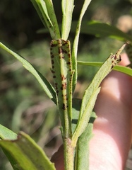 Puccinia hieracii