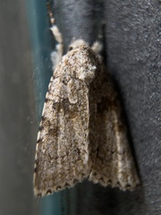 Noctuidae