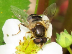 Eristalis obscura