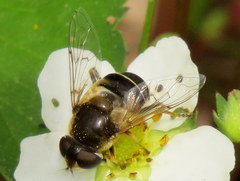 Eristalis obscura