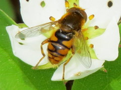 Parhelophilus obsoletus