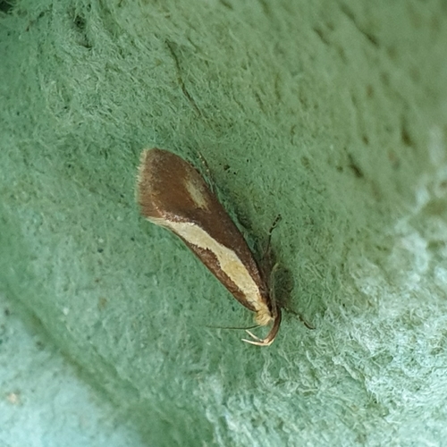 Forked Tabby, 1795 De Cocksdorp, Nederland, photo 10 of 10
