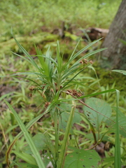 Scirpus georgianus