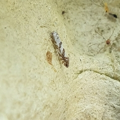 Phyllonorycter geniculella