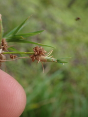 Scirpus georgianus