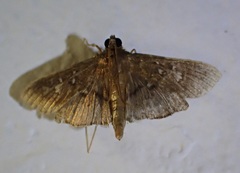 Microthyris prolongalis
